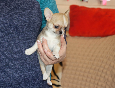 Валентра стар