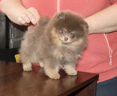 Валентра стар