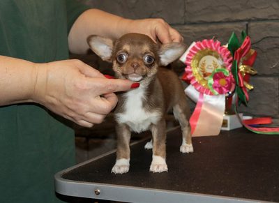 Валентра стар