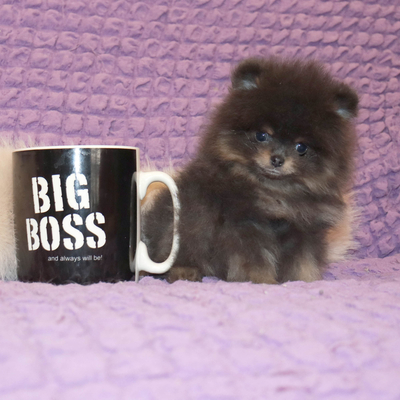 Продается Голубой щенок шпица