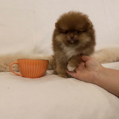 Валентра стар