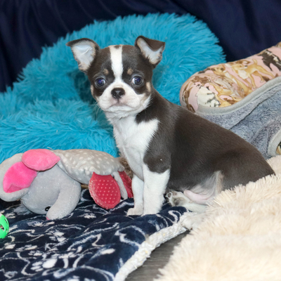 Валентра стар