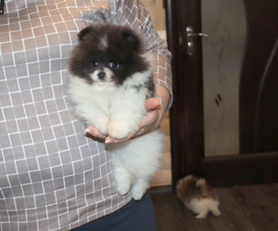 Валентра стар