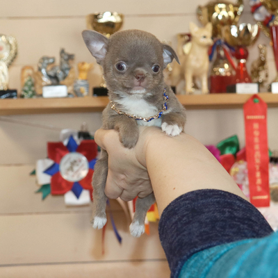 Продается Лиловый чихуахуа