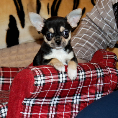 Продается Купить Чихуа в Москве