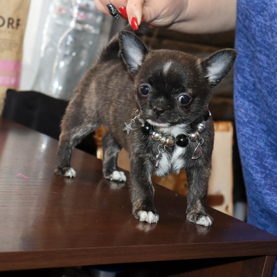 Валентра стар