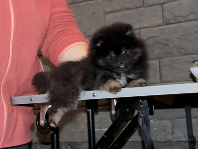 Валентра стар