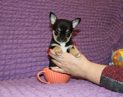 Валентра стар