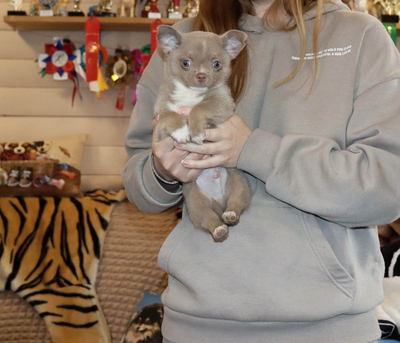 Валентра стар