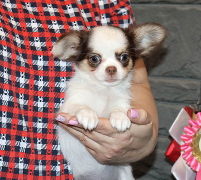 Валентра стар