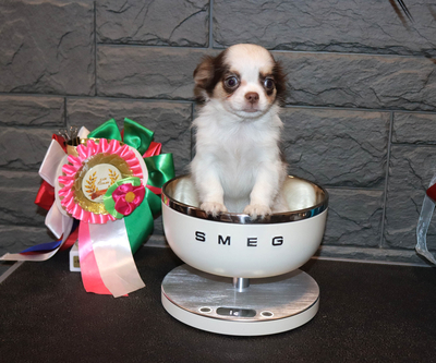 Валентра стар