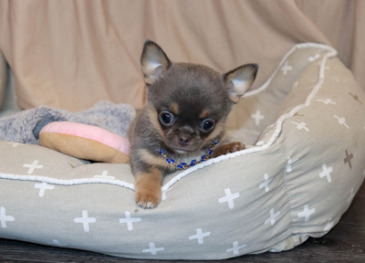 Валентра стар