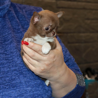 Валентра стар