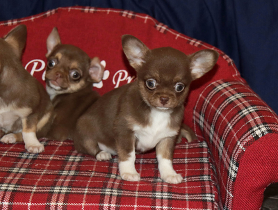 Валентра стар