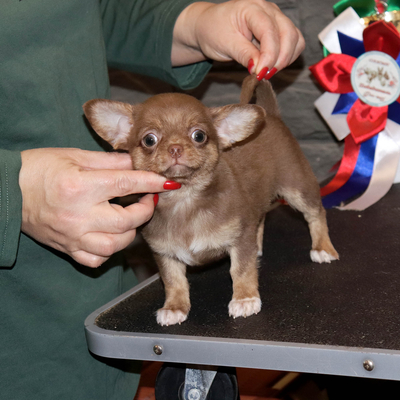 Валентра стар