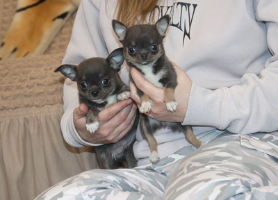 Валентра стар