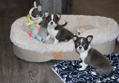 Валентра стар