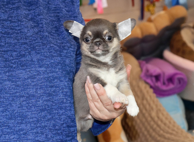 Валентра стар