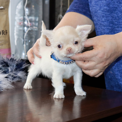 Валентра стар