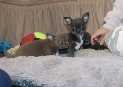 Валентра стар