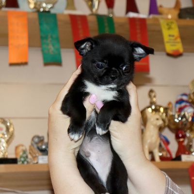 Валентра стар