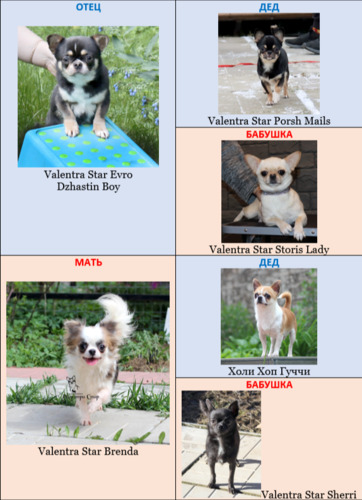 голубой чихуахуа,Купить чихуаху,купить щенка чихуахуа,щенки чихуахуа