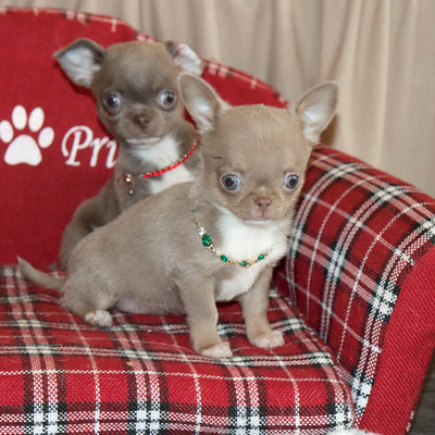 Валентра стар