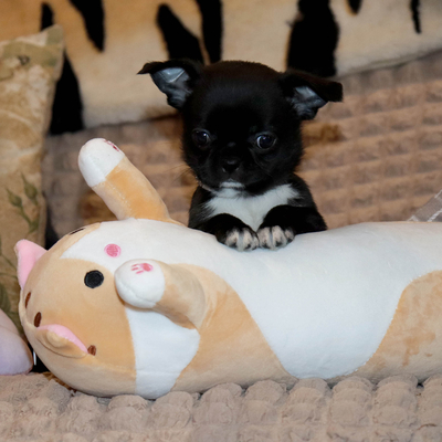 Валентра стар