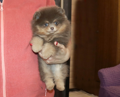 Валентра стар