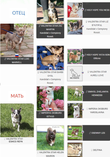 ЛИЛОВЫЙ-подпалый чихуахуа, chivava, продажа чихуахуа в Москве