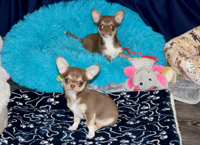 Валентра стар