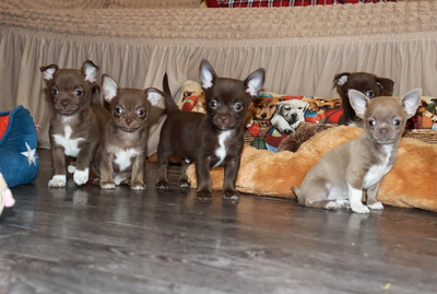 Валентра стар