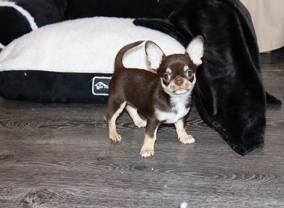 Валентра стар