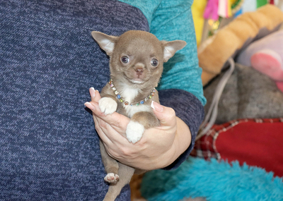 Валентра стар