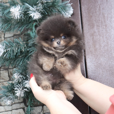 Валентра стар