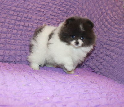 Валентра стар