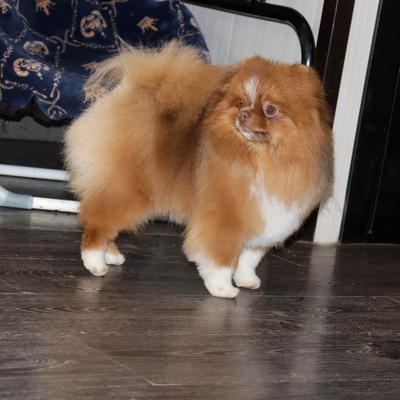 Валентра стар