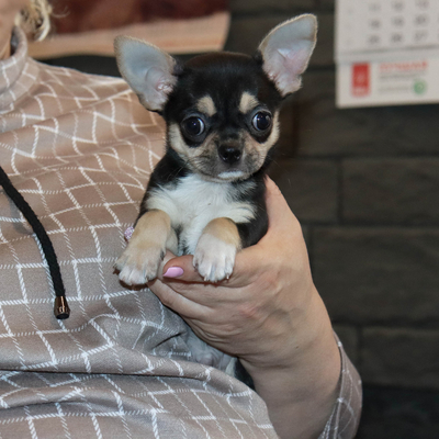 Валентра стар