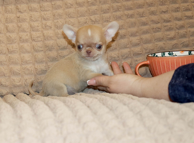 Валентра стар