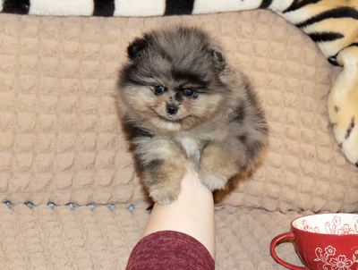 Валентра стар