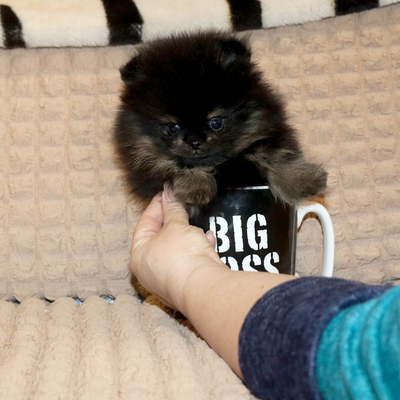 Продается МИНИ шпиц