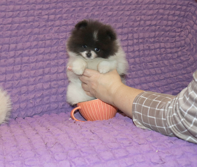 Валентра стар