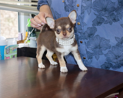 Валентра стар