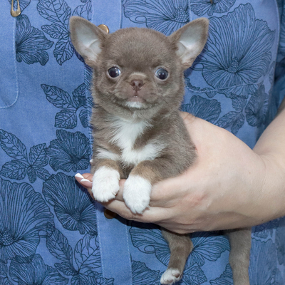 Продается Лиловая чихуахуа