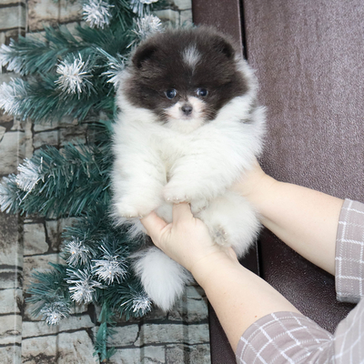 Продается Голубой щенок шпица