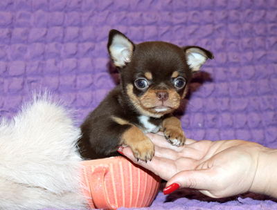 Валентра стар