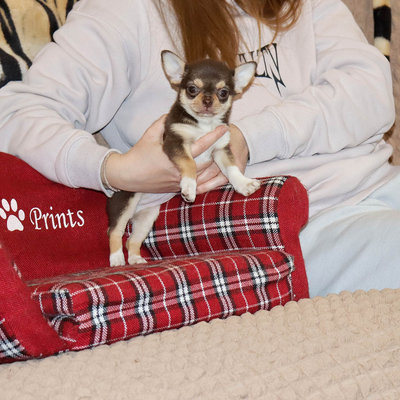 Продается Шоколадная чихуахуа