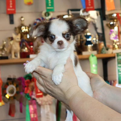 Продается Шоколадная чихуахуа