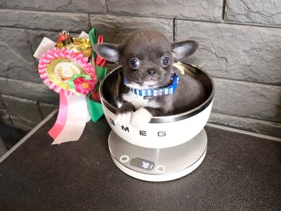 Валентра стар