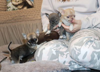 Валентра стар